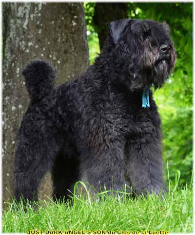 JUST © Elevage de bouviers des flandres du Clos de la Luette specialisé pour le bouvier des flandres Copyrigth depose